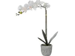 Kunstorchidee Met Pot Van Cement - H60 - Wit - Flora